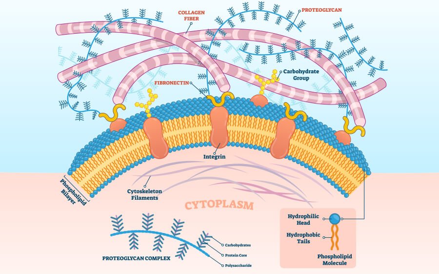 An illustration showing the human dermis
